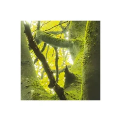 Vlies Fototapete Der Traumbaum 450x280 cm ^ Komar Discount