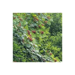 Vlies Fototapete Glenevin Falls 200x250 cm ^ Komar Outlet