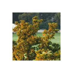 Vlies Fototapete Himmlisch 450x280 cm ^ Komar New