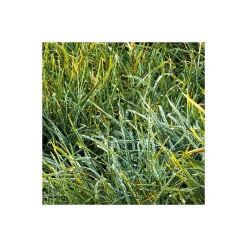 Vlies Fototapete Himmlisch 450x280 cm ^ Komar New