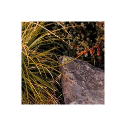 Vlies Fototapete Kingdom of a Mountain 450x280 cm ^ Komar Best