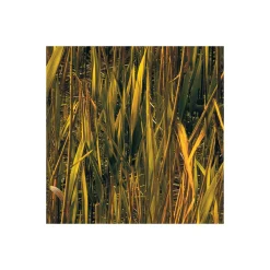 Vlies Fototapete Lakeside 300x250 cm ^ Komar Sale
