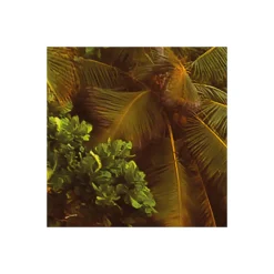 Vlies Fototapete Nature 368x248 cm ^ Komar Discount