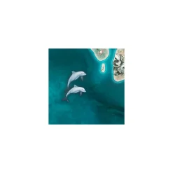 Vlies Fototapete Skull Island 250x250 cm ^ Komar Discount