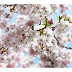 Vlies Fototapete Spring 300x250 cm ^ Komar