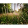 Vlies Fototapete Summer Glade 350x250 cm ^ Komar Hot