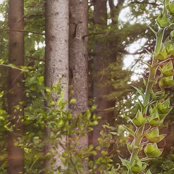 Vlies Fototapete Summer Glade 350x250 cm ^ Komar Hot