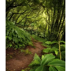 Vlies Fototapete The Path 200x250 cm ^ Komar Sale