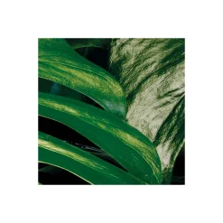 Vlies Fototapete Tropical Wall 400x250 cm ^ Komar