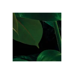 Vlies Fototapete Tropical Wall 400x250 cm ^ Komar