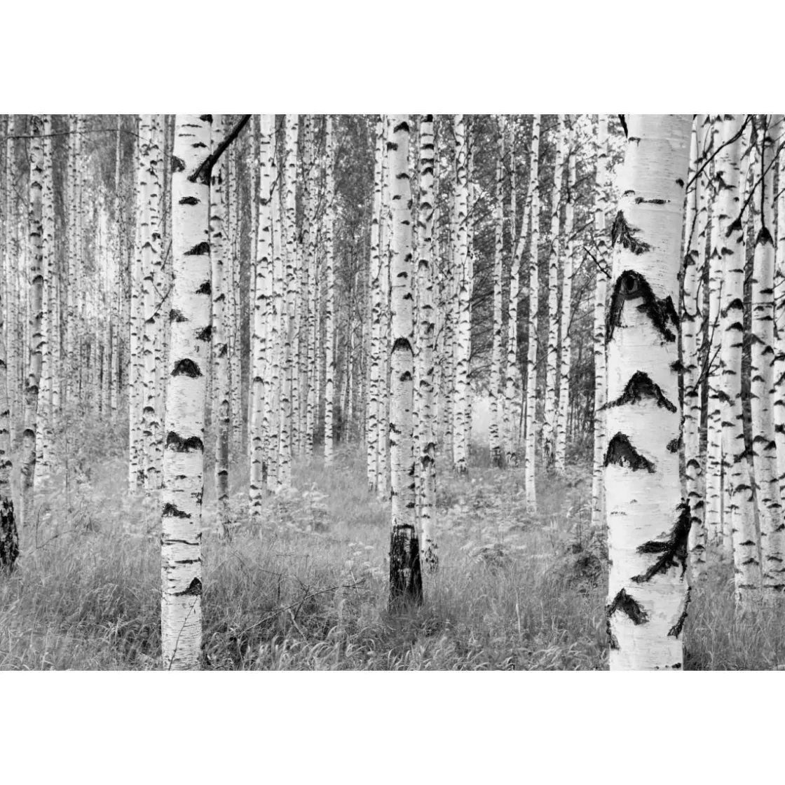 Vlies-Fototapete Woods 4-teilig 368 x 248 cm ^ Komar