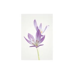 Wandbild Autumn Crocus 50x70 cm ^ Komar Online