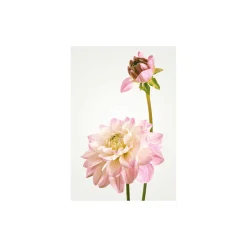 Wandbild Dahlia 40x50 cm ^ Komar Best