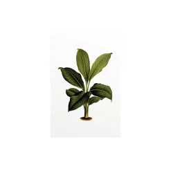 Wandbild Elastica Leaf 50x70 cm ^ Komar
