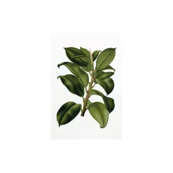 Wandbild Elastica Tree 50x70 cm ^ Komar Online