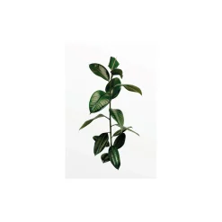 Wandbild Ficus Branch 40x50 cm ^ Komar Outlet