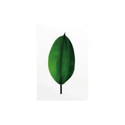 Wandbild Ficus Leaf 50x70 cm ^ Komar Hot