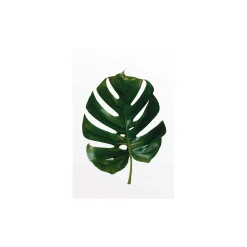 Wandbild Monstera Leaf 40x50 cm ^ Komar Online