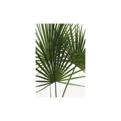 Wandbild Palmtree Leaves 50x70 cm ^ Komar Sale