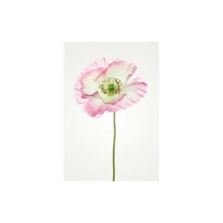 Wandbild Poppy 50x70 cm ^ Komar New