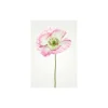 Wandbild Poppy 40x50 cm ^ Komar Outlet
