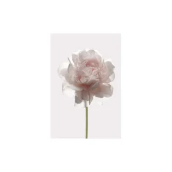 Wandbild Rose 50x70 cm ^ Komar Discount