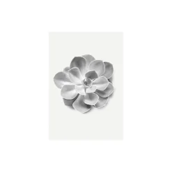 Wandbild Succulent Aeonium 50x70 cm ^ Komar Sale