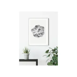 Wandbild Succulent Aeonium 50x70 cm ^ Komar Sale