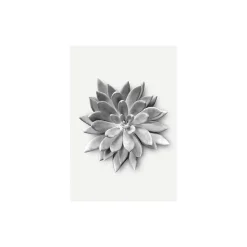 Wandbild Succulent Agave 50x70 cm ^ Komar Best