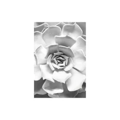Wandbild Succulent Closeup 50x70 cm ^ Komar Sale