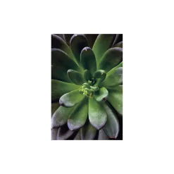 Wandbild Succulent Single 50x70 cm ^ Komar Discount