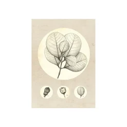 Wandbild Transparent Leaf 50x70 cm ^ Komar New