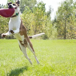HSZ Flyer Frisbee L rot Dm.22,5cmNaturkatuschuk ^ Kong Sale