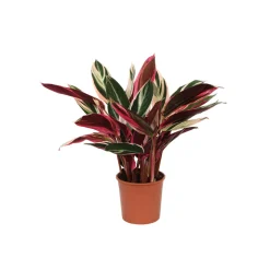 Korbmarante Topf- Durchmesser 14 cm ^ Hot