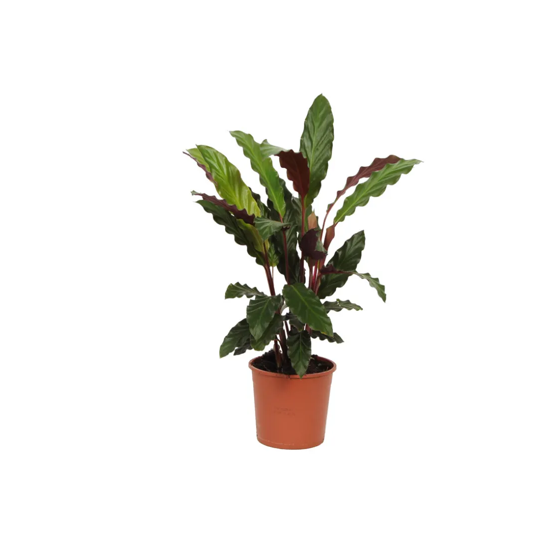 Korbmarante Topf- Durchmesser 14 cm ^ Hot