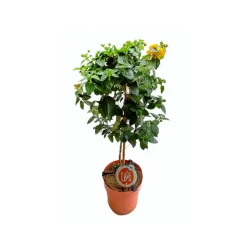 Mediterrane Stämme T19 4 Sorten ^ New