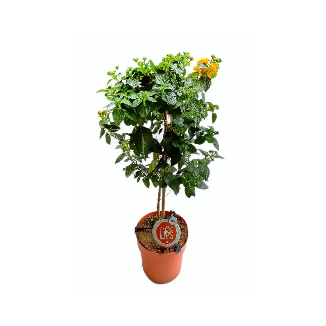 Mediterrane Stämme T19 4 Sorten ^ New