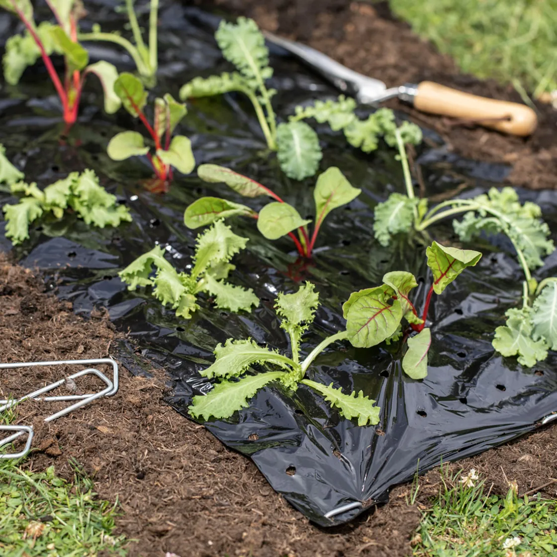 Mulch-Folie 10x1,2m ^ Windhager Discount