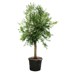 Oliven-Stamm Ornamento 180 cm Topf Durchmesser 50 cm ^ Plantiflor Sale