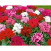 Alpenveilchen Topf Durchmesser 10,5 cm ^ Plantiflor Online