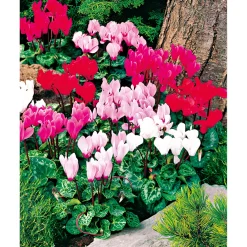 Alpenveilchen Topf Durchmesser 10,5 cm ^ Plantiflor Online