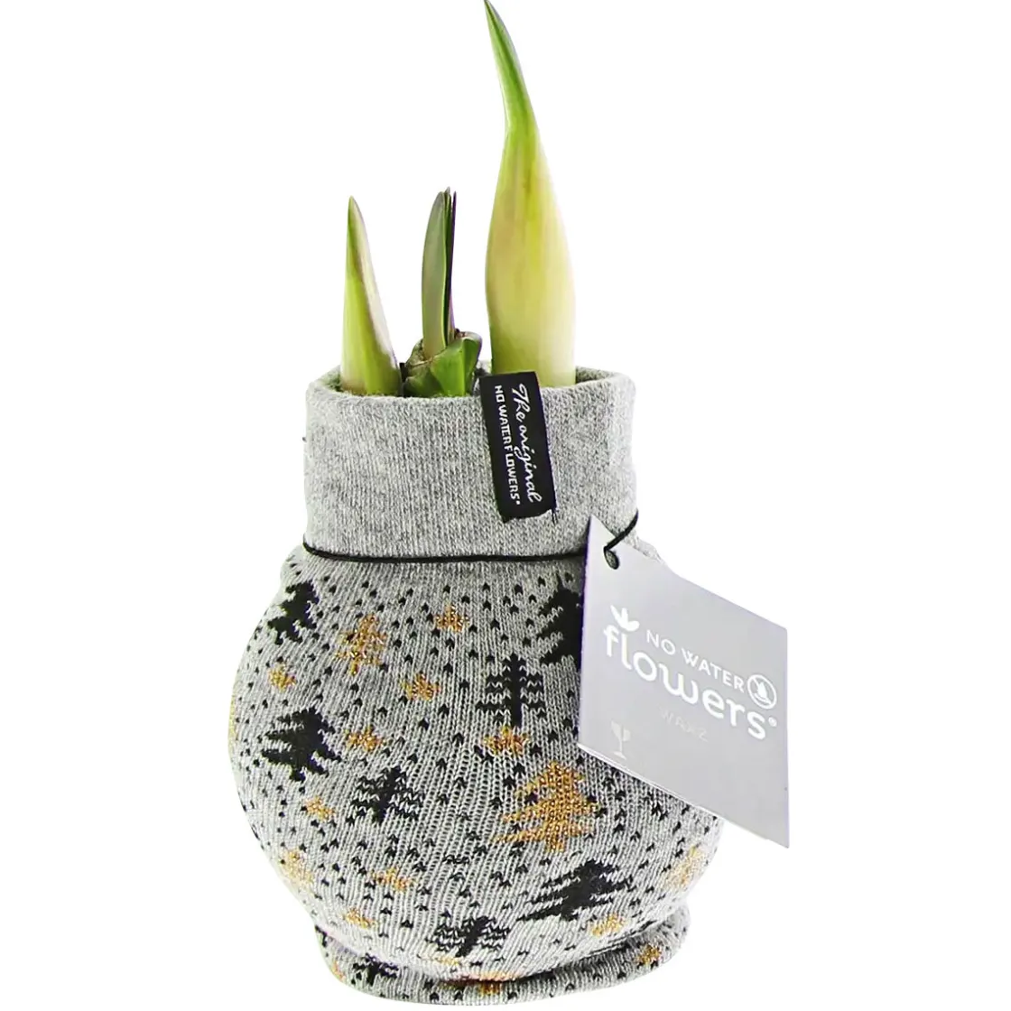 Amaryllis mit Socke gewachst ca 32 cm ^ Plantiflor Discount