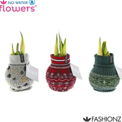 Amaryllis mit Socke gewachst ca 32 cm ^ Plantiflor Discount