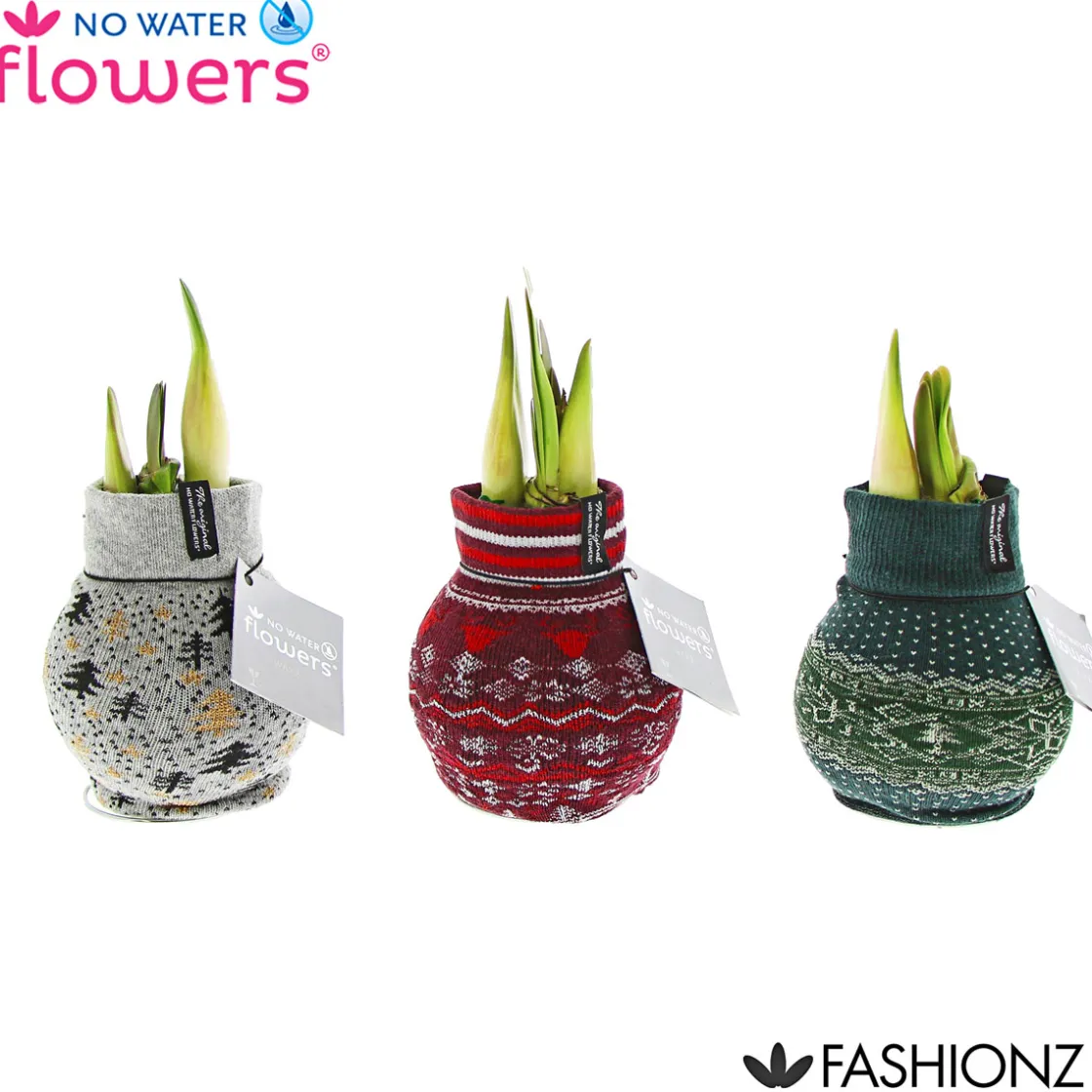 Amaryllis mit Socke gewachst ca 32 cm ^ Plantiflor Discount