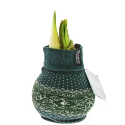 Amaryllis mit Socke gewachst ca 32 cm ^ Plantiflor Discount