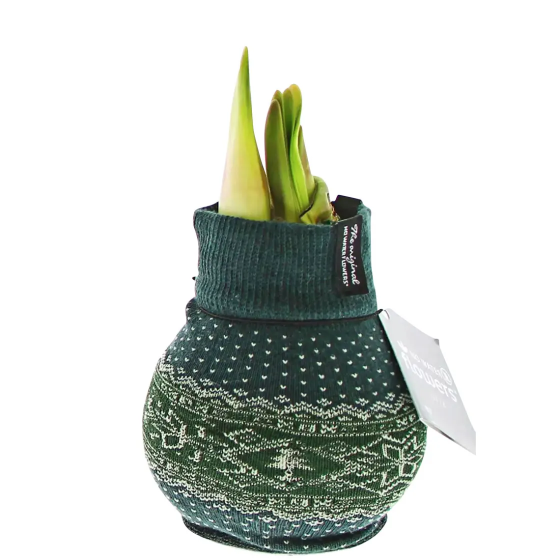 Amaryllis mit Socke gewachst ca 32 cm ^ Plantiflor Discount