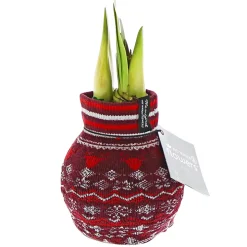 Amaryllis mit Socke gewachst ca 32 cm ^ Plantiflor Discount