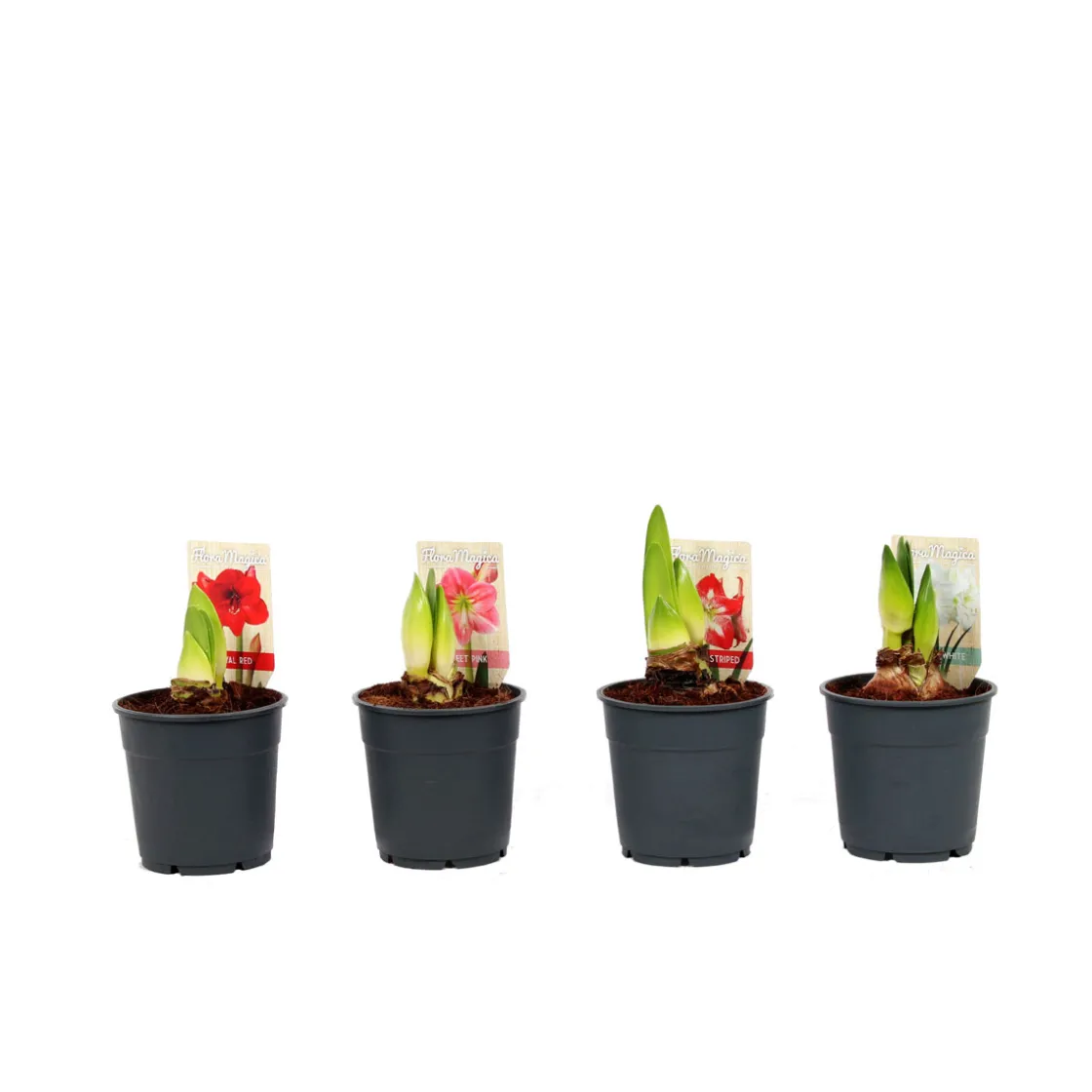 Amaryllis Topf Durchmesser 12 cm ^ Plantiflor Best