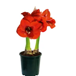 Amaryllis Topf Durchmesser 12 cm ^ Plantiflor Best