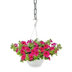 Ampelpflanze Petunie Topf- Durchmesser 21 cm ^ Plantiflor Clearance